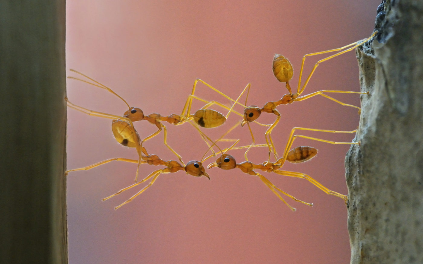 Weaver ants, Oecophylla smaragdina, making a bridge on the gap found on its passage